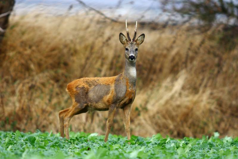Косуля - описание животного, где обитает, чем питается, как выглядит