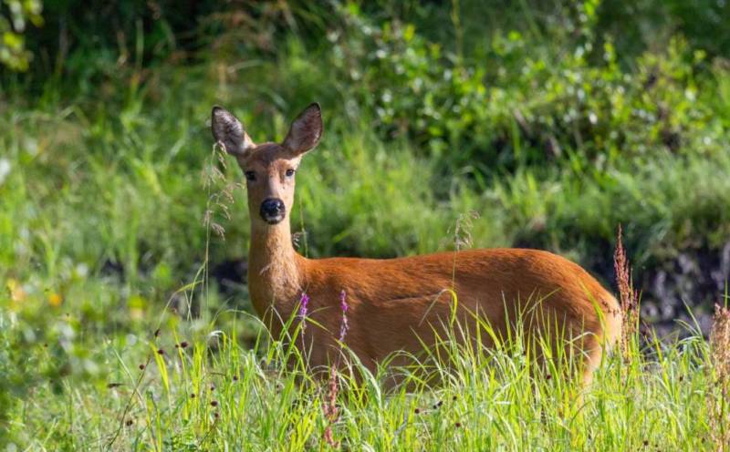 Косуля - описание животного, где обитает, чем питается, как выглядит