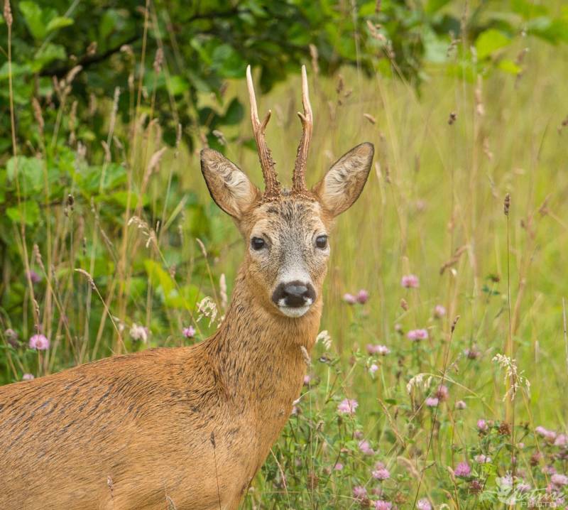 Косуля - описание животного, где обитает, чем питается, как выглядит