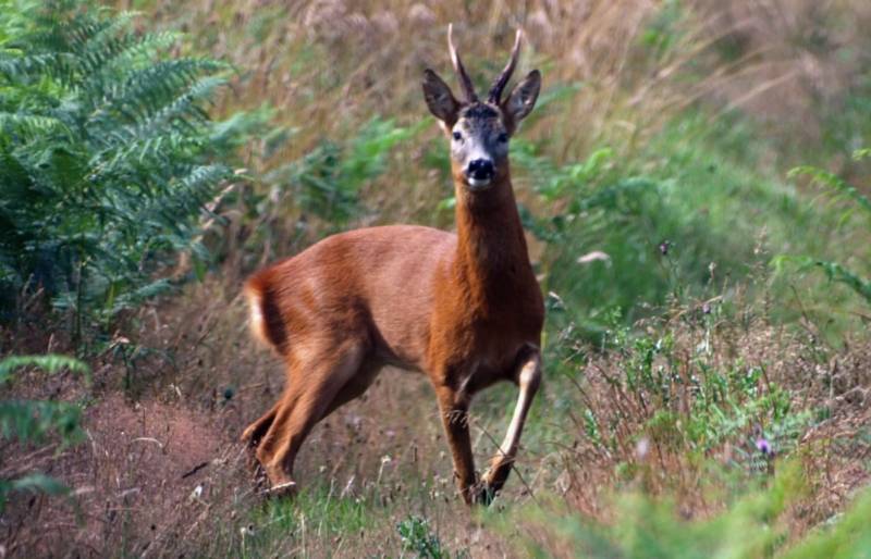 Косуля - описание животного, где обитает, чем питается, как выглядит