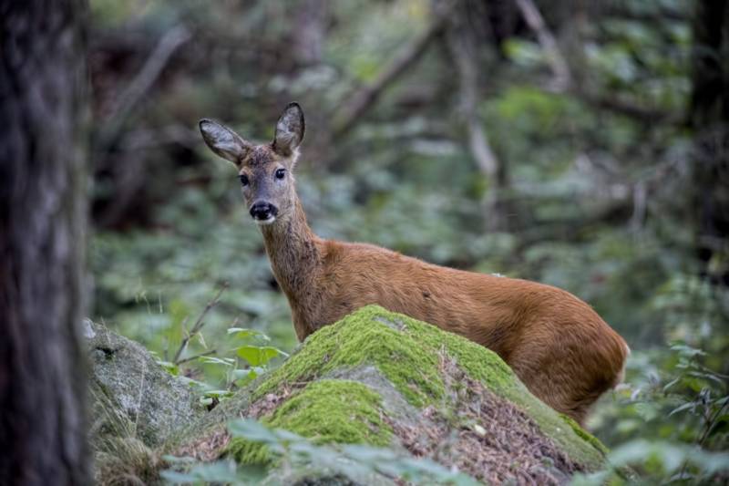 Косуля - описание животного, где обитает, чем питается, как выглядит