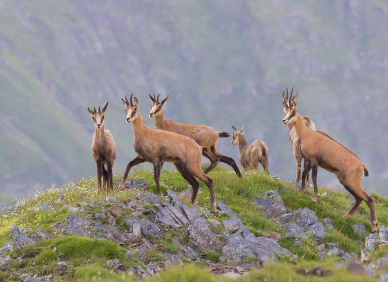 Косуля - описание животного, где обитает, чем питается, как выглядит