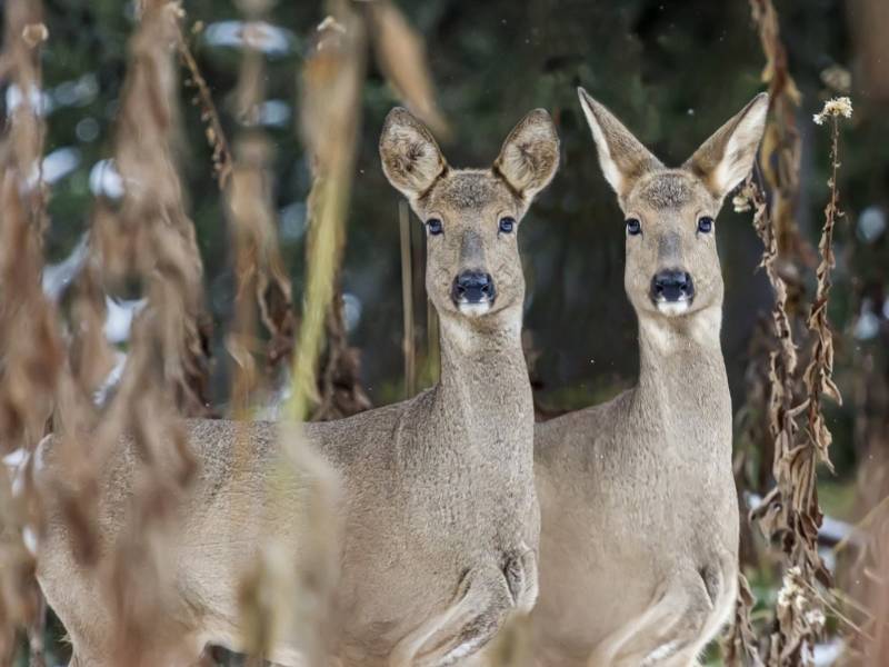 Косуля - описание животного, где обитает, чем питается, как выглядит
