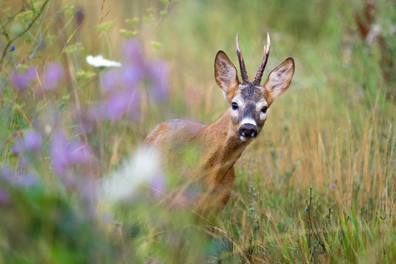 Косуля - описание животного, где обитает, чем питается, как выглядит