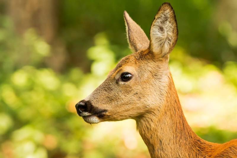 Косуля - описание животного, где обитает, чем питается, как выглядит