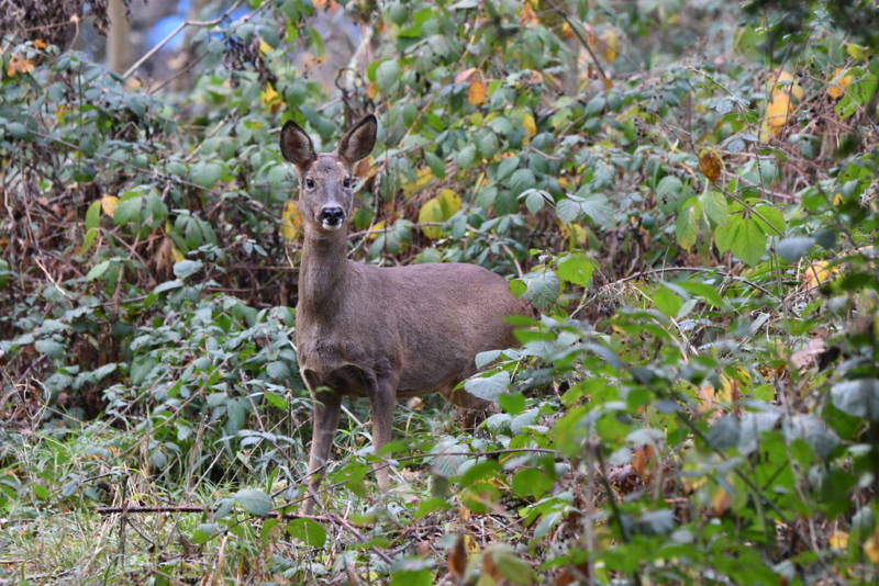 Косуля - описание животного, где обитает, чем питается, как выглядит