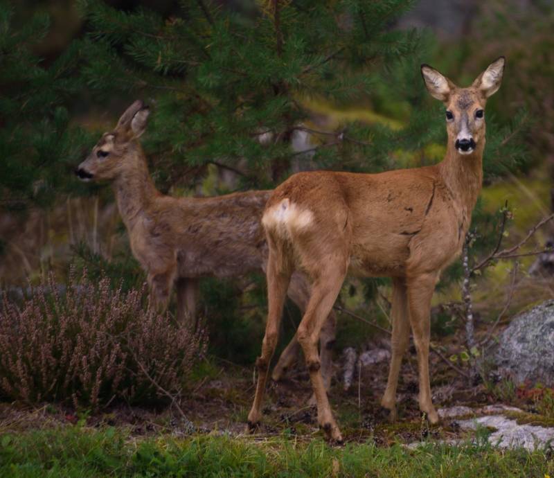 Косуля - описание животного, где обитает, чем питается, как выглядит
