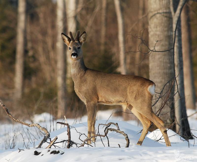 Косуля - описание животного, где обитает, чем питается, как выглядит