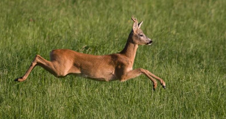Косуля - описание животного, где обитает, чем питается, как выглядит