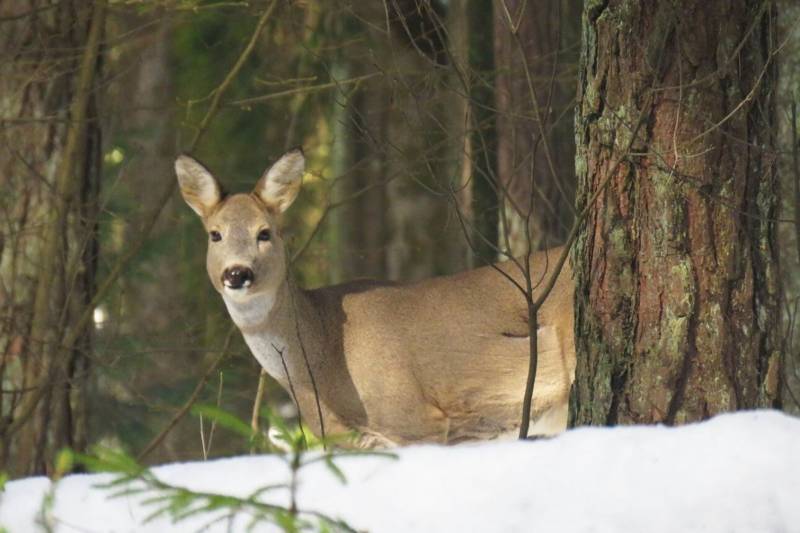 Косуля - описание животного, где обитает, чем питается, как выглядит