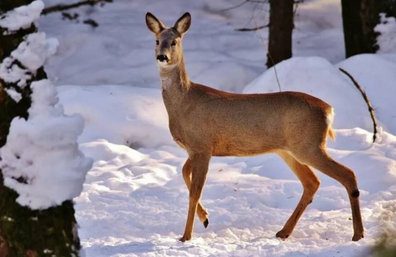 Косуля - описание животного, где обитает, чем питается, как выглядит