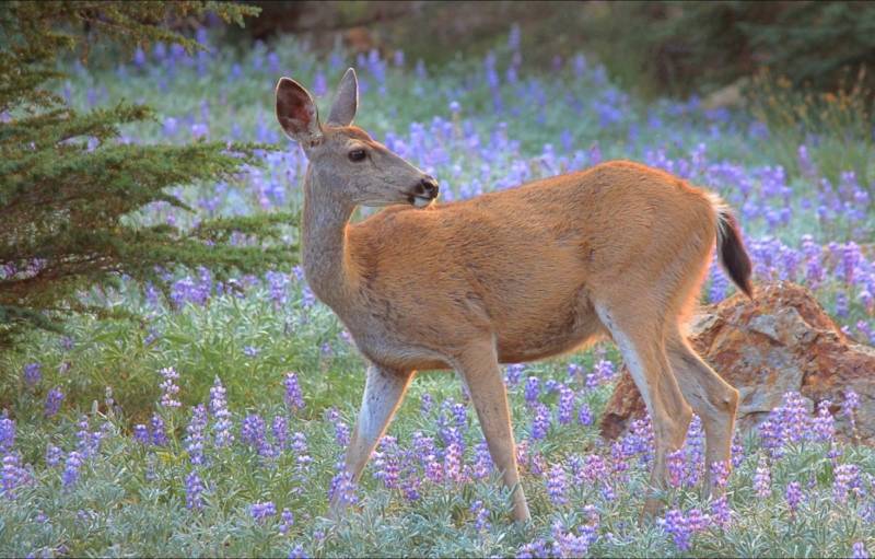 Косуля - описание животного, где обитает, чем питается, как выглядит