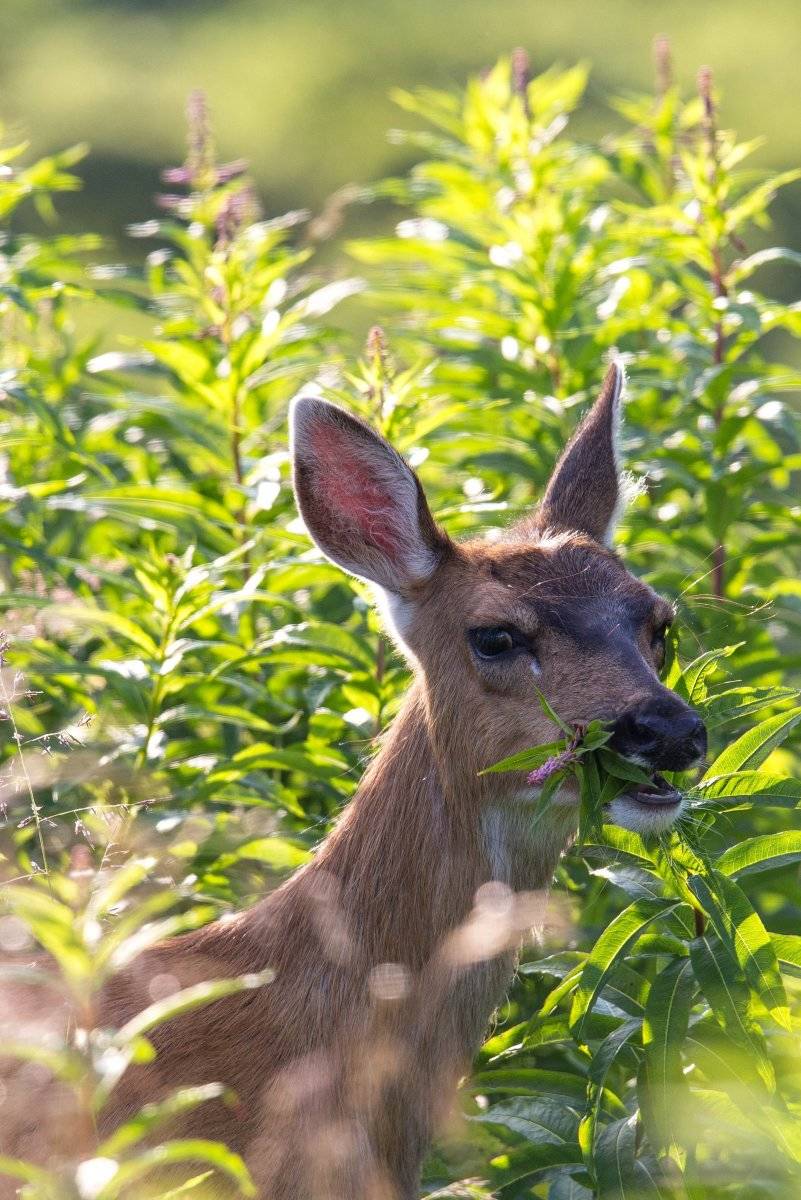Косуля - описание животного, где обитает, чем питается, как выглядит
