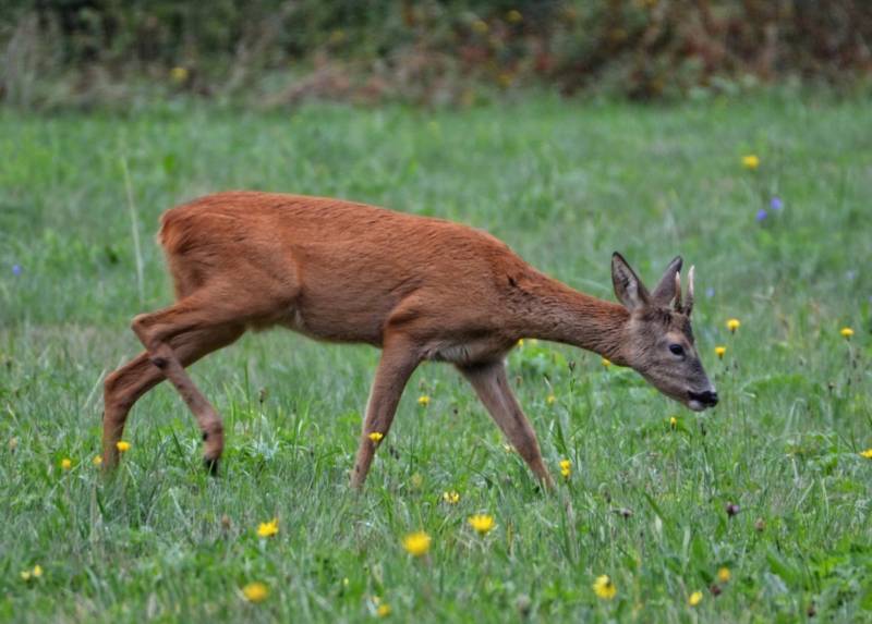 Косуля - описание животного, где обитает, чем питается, как выглядит