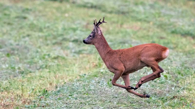 Косуля - описание животного, где обитает, чем питается, как выглядит