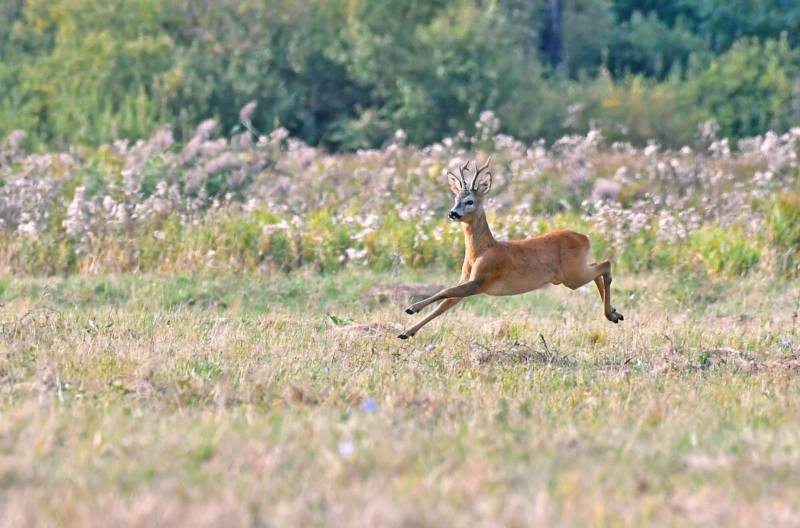 Косуля - описание животного, где обитает, чем питается, как выглядит
