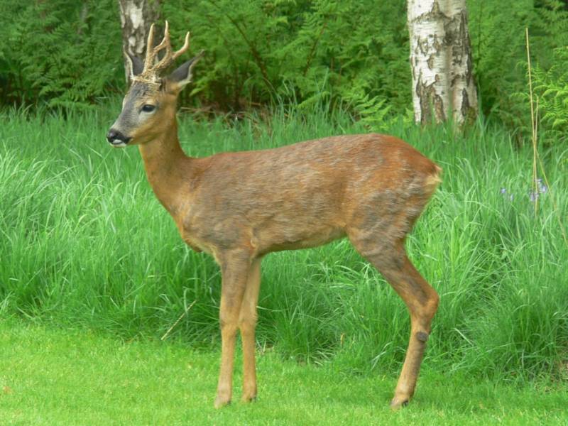 Косуля - описание животного, где обитает, чем питается, как выглядит