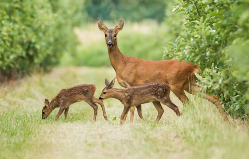 Косуля - описание животного, где обитает, чем питается, как выглядит