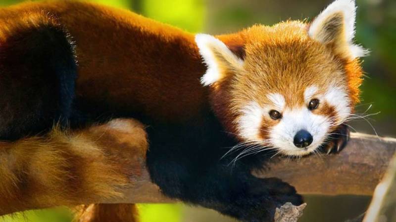 Красная панда: описание животного, особенности, виды, среда обитания