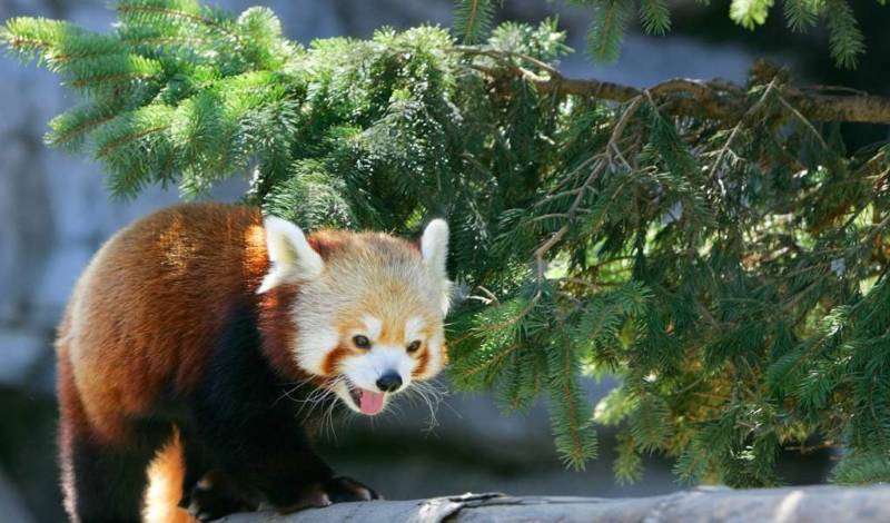 Красная панда: описание животного, особенности, виды, среда обитания