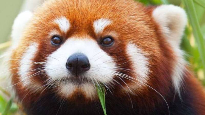 Красная панда: описание животного, особенности, виды, среда обитания