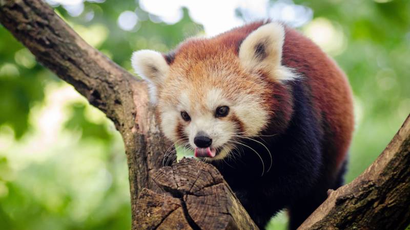 Красная панда: описание животного, особенности, виды, среда обитания