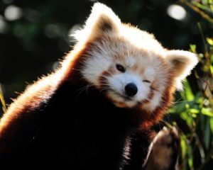 красная панда-55-300x240.jpg