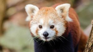 красная панда-59-300x169.jpg