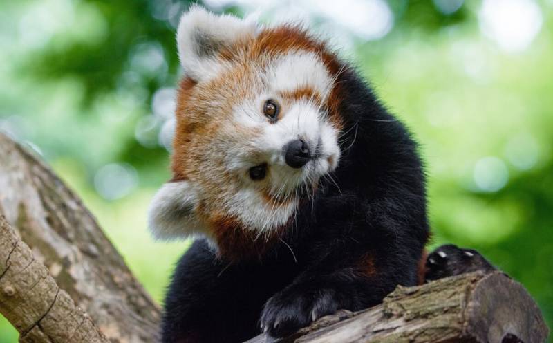 Красная панда: описание животного, особенности, виды, среда обитания