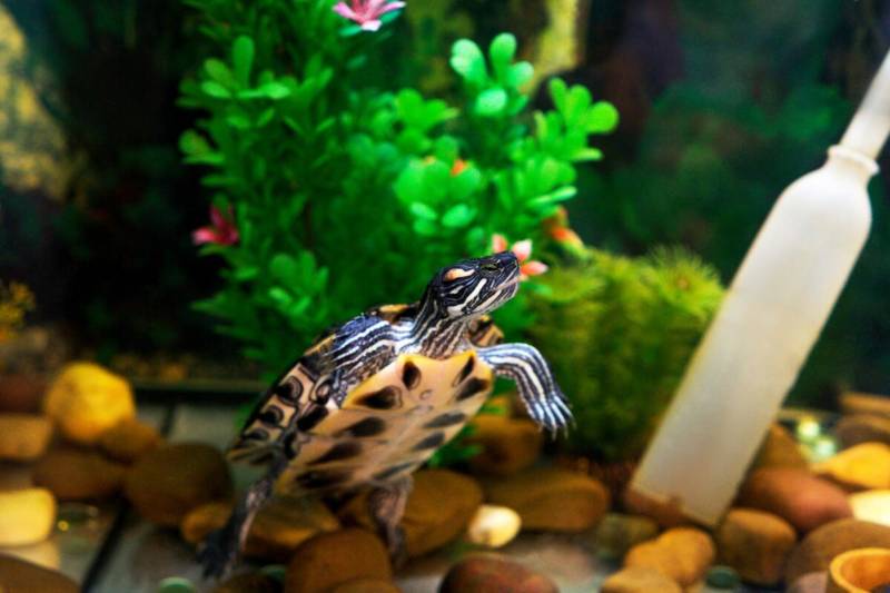 Красноухие черепахи в природе