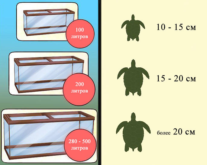 Красноухие черепахи в природе