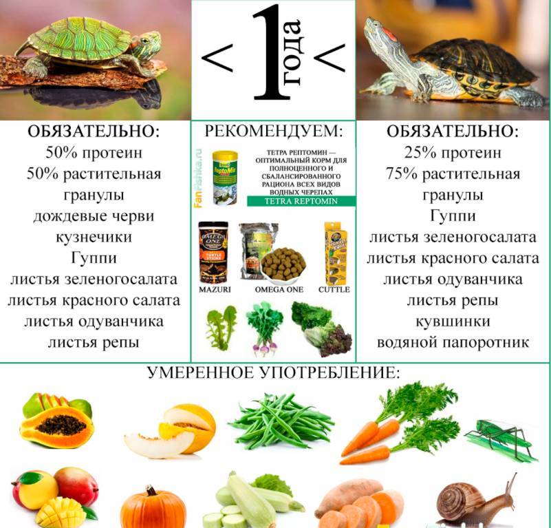 Красноухие черепахи в природе