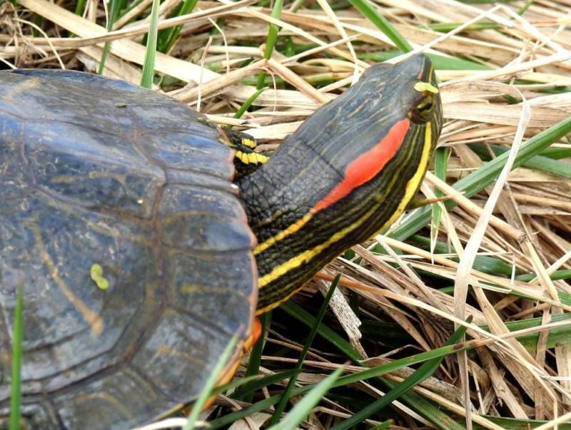 Красноухие черепахи в природе