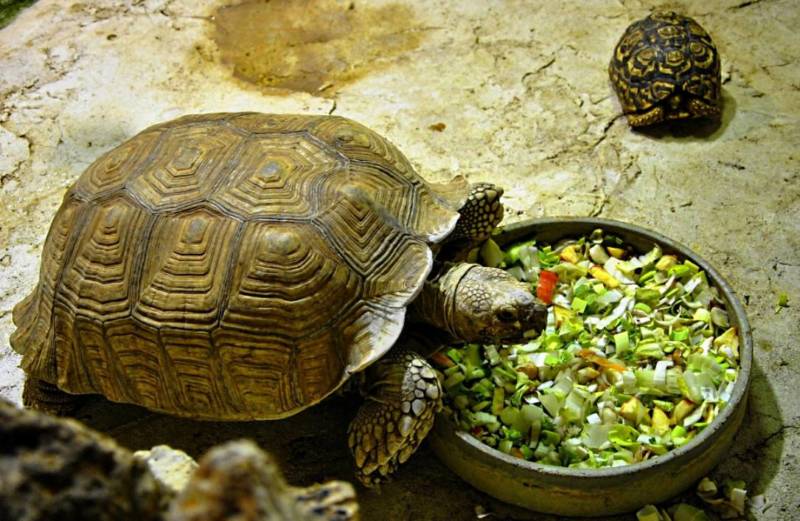 Красноухие черепахи в природе