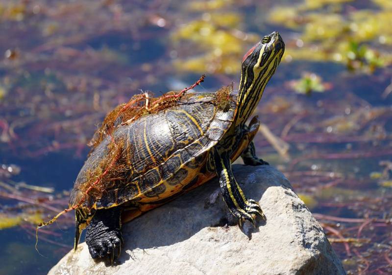 Красноухие черепахи в природе