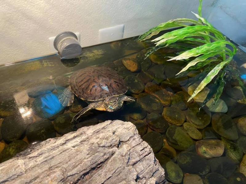 Красноухие черепахи в природе