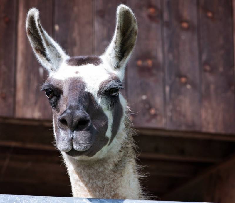 Лама: описание, виды, среда обитания, что едят, враги и образ жизни