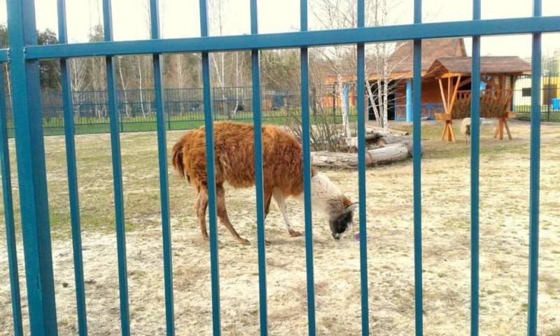 Лама: описание, виды, среда обитания, что едят, враги и образ жизни