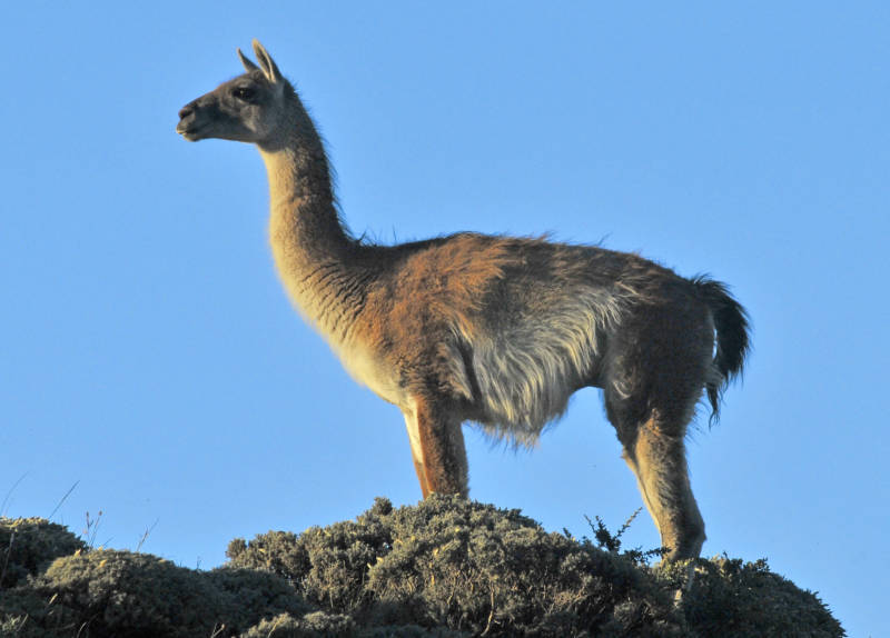 Лама: описание, виды, среда обитания, что едят, враги и образ жизни