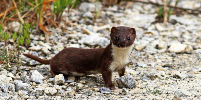 Плащеносная ящерица - описание, где обитает, чем питается, размер, вес