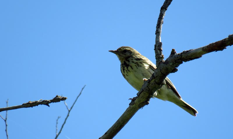 Трясогузка - описание птицы, особенности, виды, образ жизни
