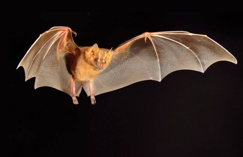 Летучие мыши - описание, где обитают, чем питаются, интересные факты