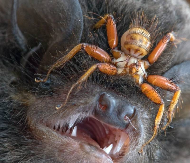 Летучие мыши - описание, где обитают, чем питаются, интересные факты