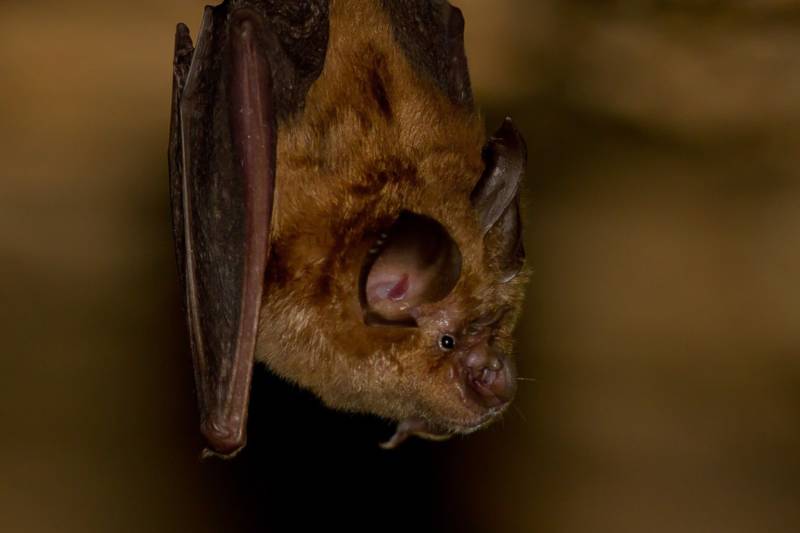Летучие мыши - описание, где обитают, чем питаются, интересные факты