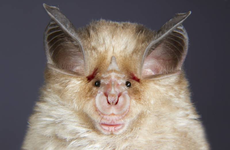 Среда обитания летучей мыши: где живет, приспособленность