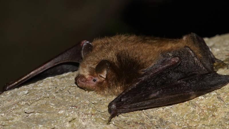 Среда обитания летучей мыши: где живет, приспособленность