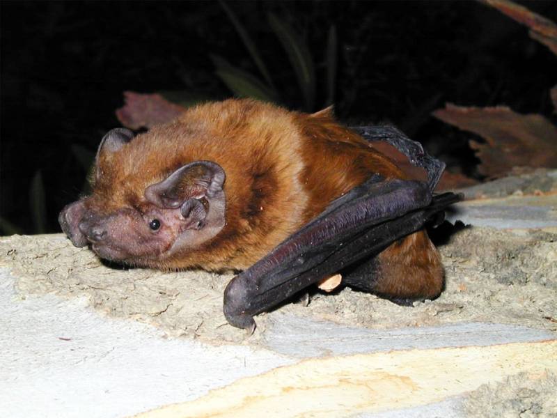 Среда обитания летучей мыши: где живет, приспособленность