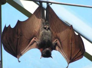 летучие-мыши-2-1-300x224.jpg