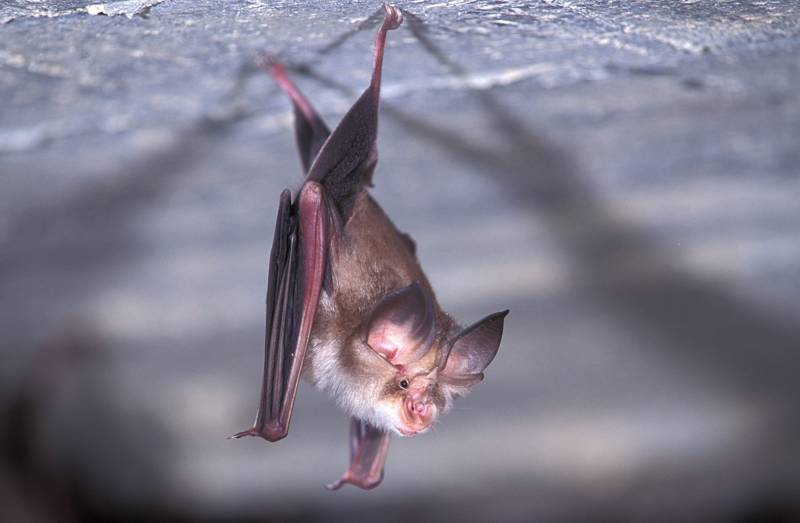 Среда обитания летучей мыши: где живет, приспособленность