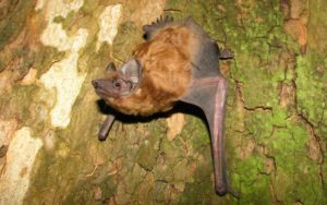 летучие-мыши-28-300x188.jpg